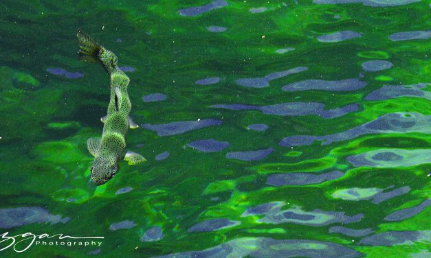 Yosemite 2020 June – july